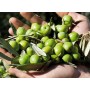 Olive varietà Nocellara del belice