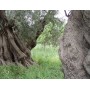 Huile d'olive extra vierge Planeta Sicilia IGP