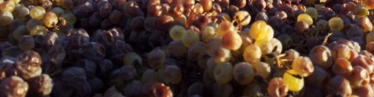 moscato uva siciliana