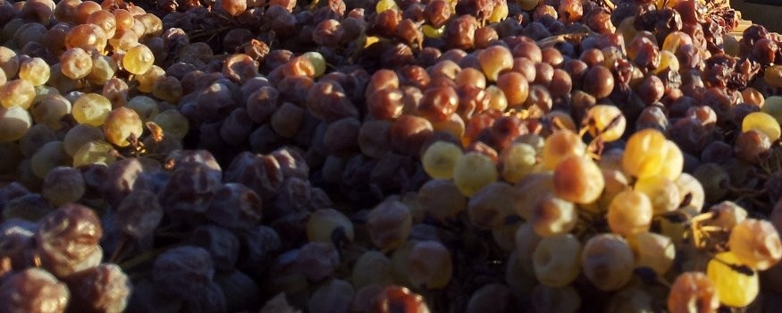 Sicilian Sweet Wines: discover our selection of excellence
