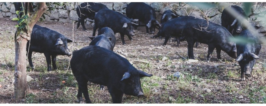 Salumi dei Nebrodi: Entdecken Sie alle Produkte vom schwarzen Schwein