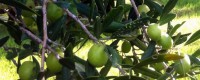 Huile d'olive vierge sicilien