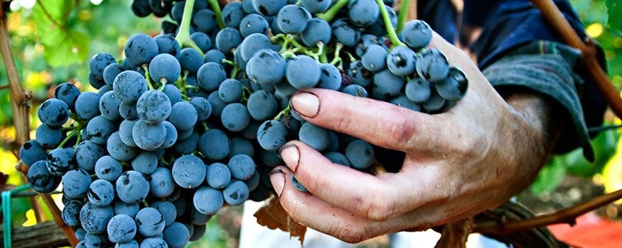 Sizilianische Rotweine | Verkauf zu Sonderpreisen | TerraMadre.it