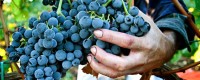 Sizilianische Rotweine