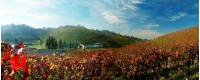 Vins de Vénétie, vins toscans, les vins de Frioul
