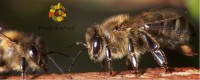Sicilian Black Bee Honey - Slow Food Presidium