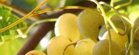 Vins Blancs Siciliens | Acheter dans la boutique | La TerraMadre